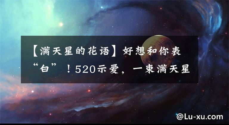 【滿天星的花語】好想和你表“白”！520示愛，一束滿天星就夠了