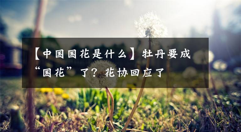 【中國國花是什么】牡丹要成“國花”了？花協(xié)回應(yīng)了