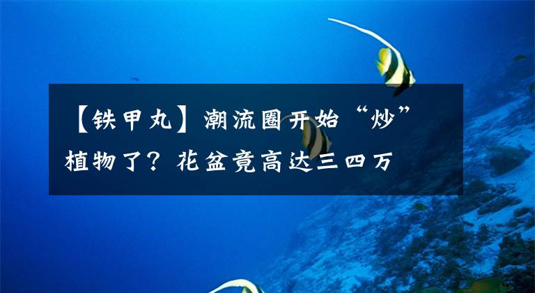 【鐵甲丸】潮流圈開始“炒”植物了？花盆竟高達三四萬