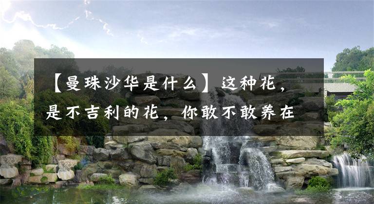 【曼珠沙華是什么】這種花，是不吉利的花，你敢不敢養(yǎng)在家里