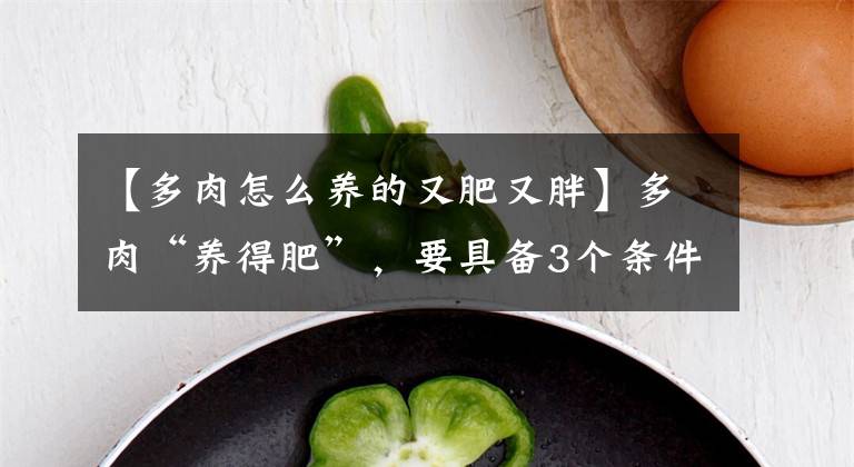 【多肉怎么養(yǎng)的又肥又胖】多肉“養(yǎng)得肥”，要具備3個條件，胖胖噠很可愛，從嫌棄變最愛