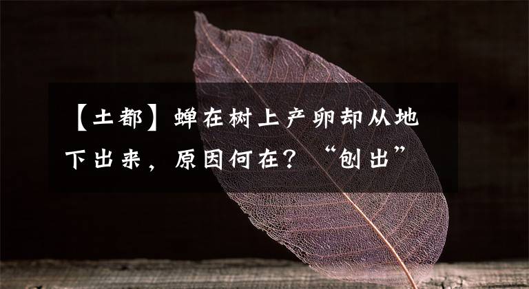 【土都】蟬在樹上產(chǎn)卵卻從地下出來，原因何在？“刨出”的土都去哪了？