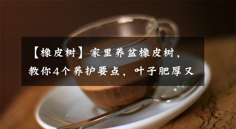 【橡皮樹】家里養(yǎng)盆橡皮樹，教你4個(gè)養(yǎng)護(hù)要點(diǎn)，葉子肥厚又濃綠