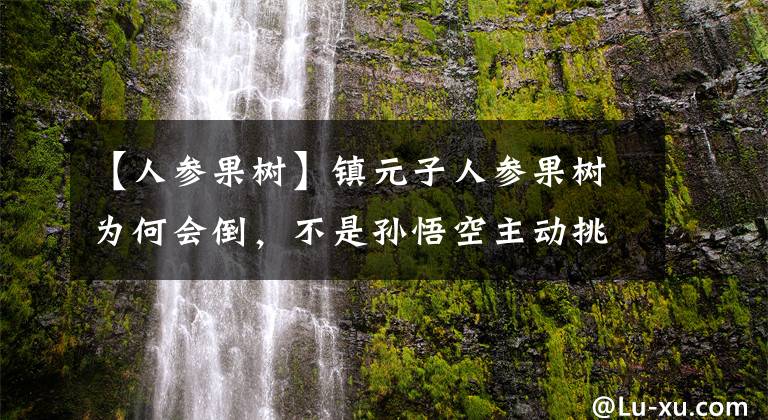 【人參果樹】鎮(zhèn)元子人參果樹為何會倒，不是孫悟空主動挑釁，聽清風明月說了啥