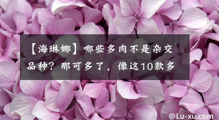 【海琳娜】哪些多肉不是雜交品種？那可多了，像這10款多肉就全是“原始種”