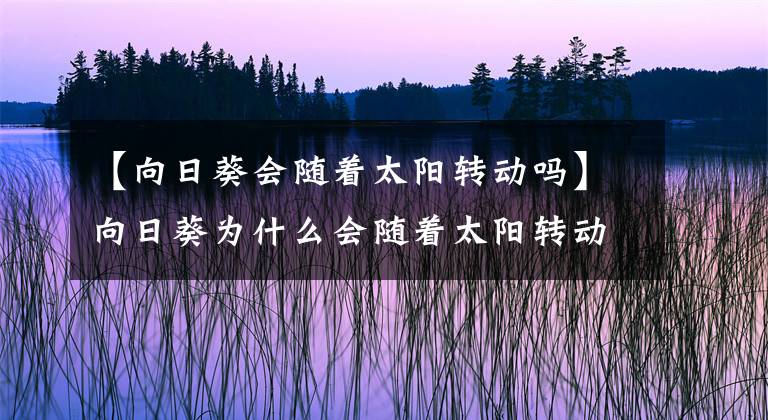 【向日葵會隨著太陽轉動嗎】向日葵為什么會隨著太陽轉動？科普一下，這是植物的應激性