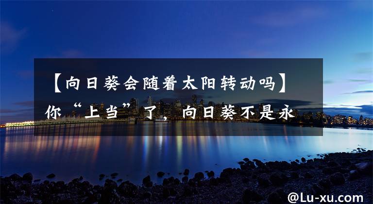 【向日葵會(huì)隨著太陽(yáng)轉(zhuǎn)動(dòng)嗎】你“上當(dāng)”了，向日葵不是永遠(yuǎn)跟著太陽(yáng)轉(zhuǎn)的，成熟之后就固定了