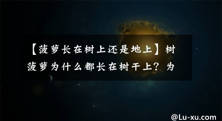 【菠蘿長在樹上還是地上】樹菠蘿為什么都長在樹干上？為什么不高高掛在枝頭？