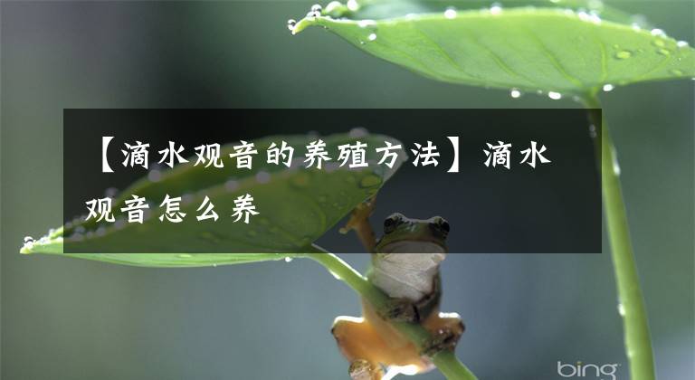 【滴水觀音的養(yǎng)殖方法】滴水觀音怎么養(yǎng)