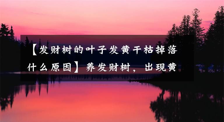 【發(fā)財(cái)樹的葉子發(fā)黃干枯掉落什么原因】養(yǎng)發(fā)財(cái)樹，出現(xiàn)黃葉落葉，找對原因，才能徹底解決