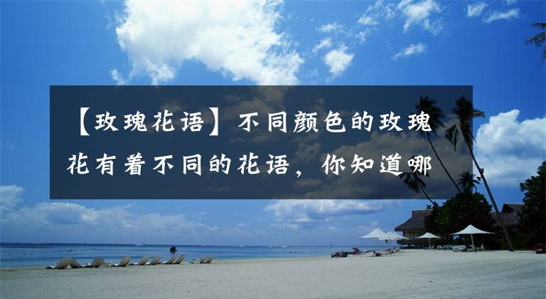 【玫瑰花語】不同顏色的玫瑰花有著不同的花語，你知道哪幾種顏色的花語呢？