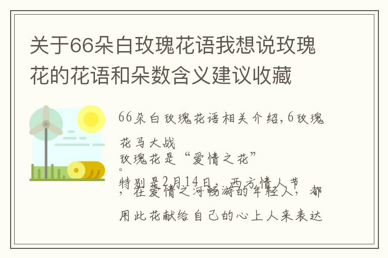 關(guān)于66朵白玫瑰花語我想說玫瑰花的花語和朵數(shù)含義建議收藏