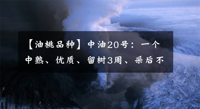 【油桃品種】中油20號：一個中熟、優(yōu)質(zhì)、留樹3周、采后不變軟的白肉油桃品種