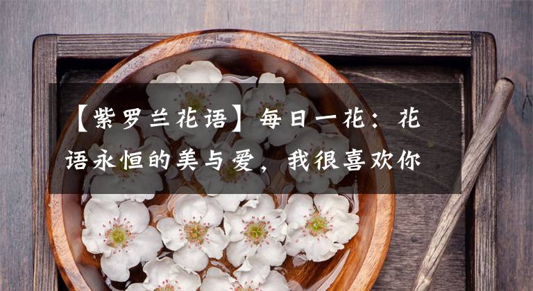 【紫羅蘭花語】每日一花：花語永恒的美與愛，我很喜歡你之紫羅蘭花