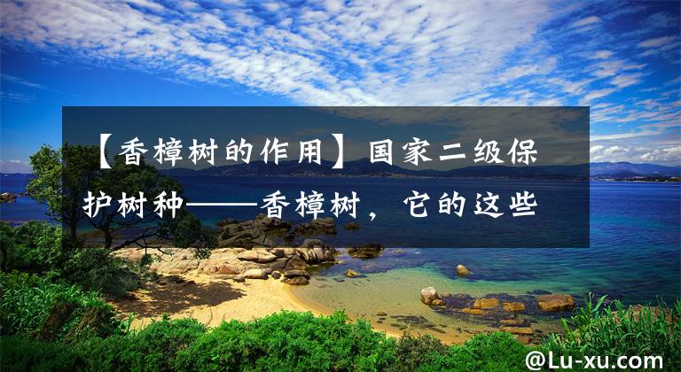 【香樟樹的作用】國家二級保護樹種——香樟樹，它的這些好處你知道嗎