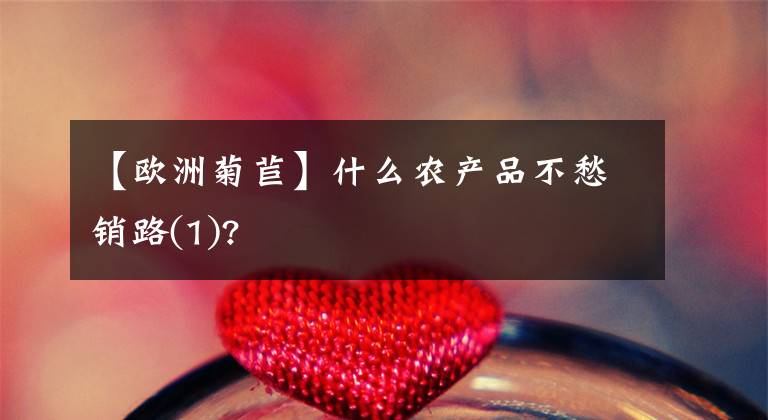 【歐洲菊苣】什么農(nóng)產(chǎn)品不愁銷路(1)?