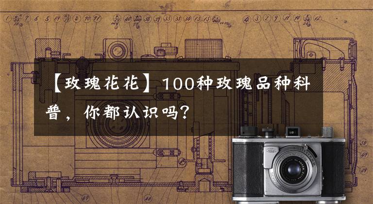 【玫瑰花花】100種玫瑰品種科普，你都認識嗎？