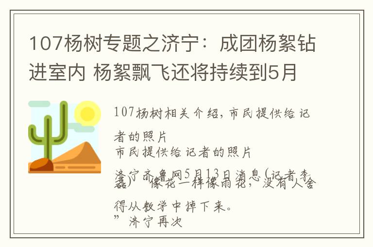 107楊樹專題之濟寧：成團楊絮鉆進室內 楊絮飄飛還將持續(xù)到5月底