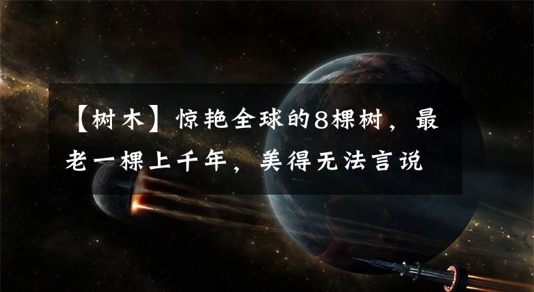 【樹木】驚艷全球的8棵樹，最老一棵上千年，美得無法言說