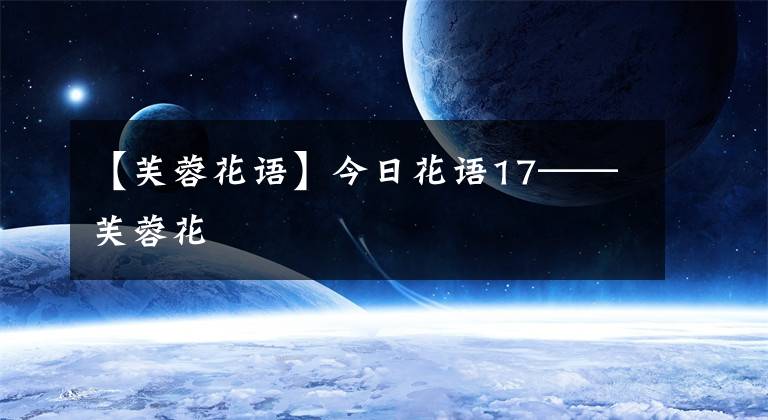 【芙蓉花語】今日花語17——芙蓉花