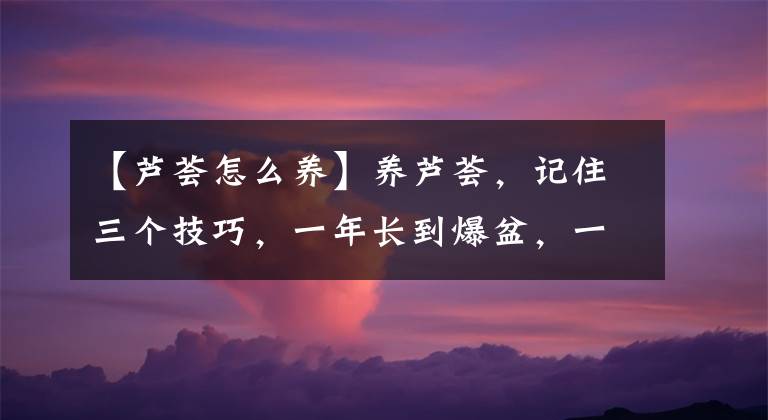 【蘆薈怎么養(yǎng)】養(yǎng)蘆薈，記住三個技巧，一年長到爆盆，一次冒芽20多，又壯又旺