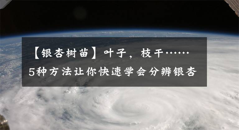 【銀杏樹苗】葉子，枝干……5種方法讓你快速學(xué)會分辨銀杏樹的性別