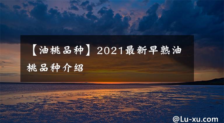 【油桃品種】2021最新早熟油桃品種介紹