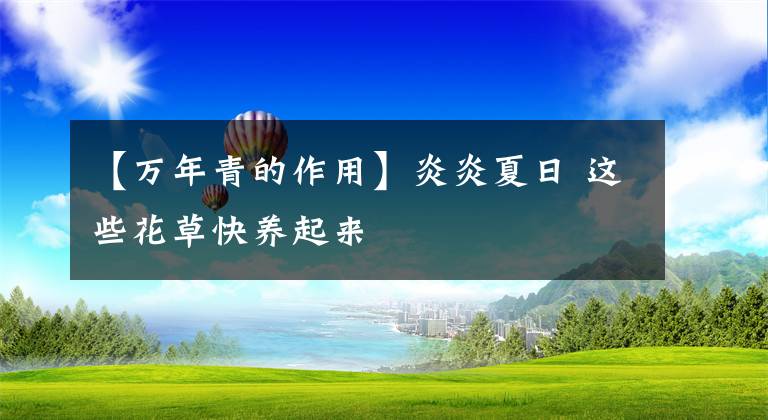 【萬年青的作用】炎炎夏日 這些花草快養(yǎng)起來