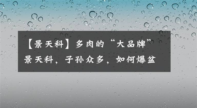 【景天科】多肉的“大品牌”景天科，子孫眾多，如何爆盆多？