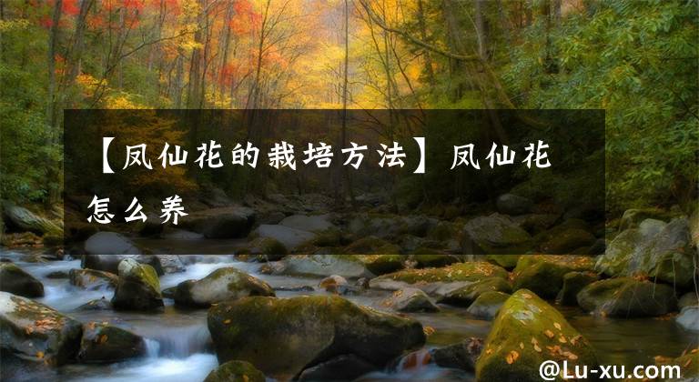 【鳳仙花的栽培方法】鳳仙花怎么養(yǎng)