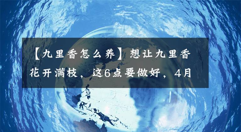 【九里香怎么養(yǎng)】想讓九里香花開滿枝，這6點要做好，4月后一直開花