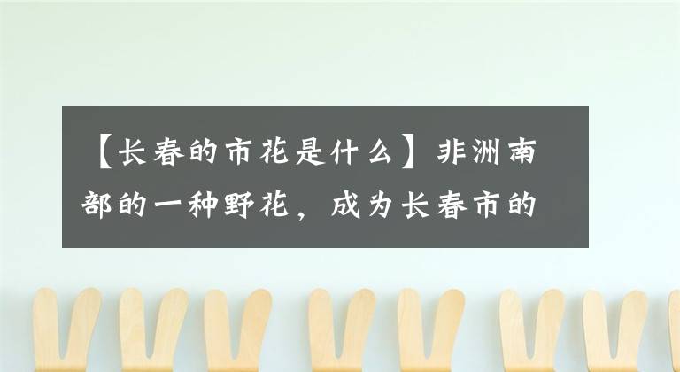 【長春的市花是什么】非洲南部的一種野花，成為長春市的市花，大家用君子來稱呼