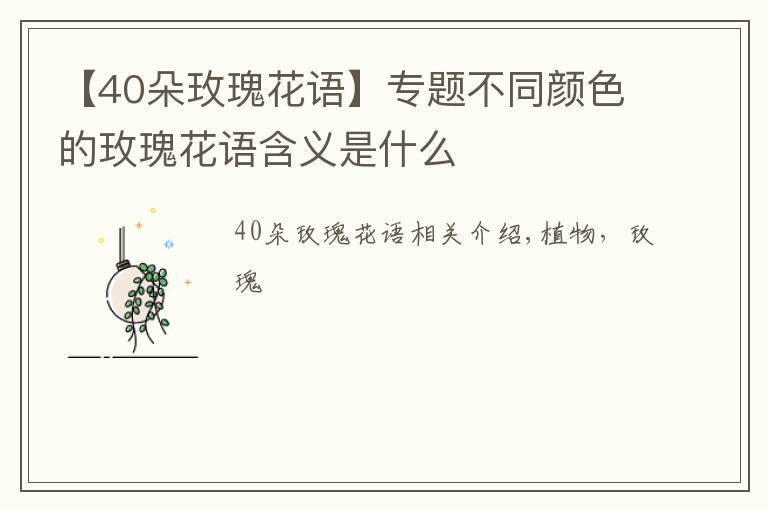 【40朵玫瑰花語】專題不同顏色的玫瑰花語含義是什么