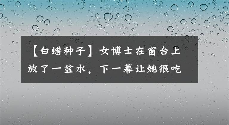 【白蠟種子】女博士在窗臺上放了一盆水，下一幕讓她很吃驚