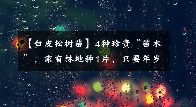 【白皮松樹苗】4種珍貴“苗木”，家有林地種1片，只要年歲好，就能“大撈一筆”