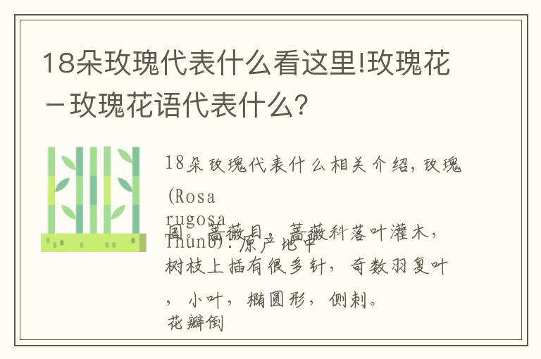 18朵玫瑰代表什么看這里!玫瑰花－玫瑰花語代表什么？