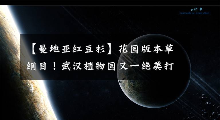 【曼地亞紅豆杉】花園版本草綱目！武漢植物園又一絕美打卡點春日驚艷上新