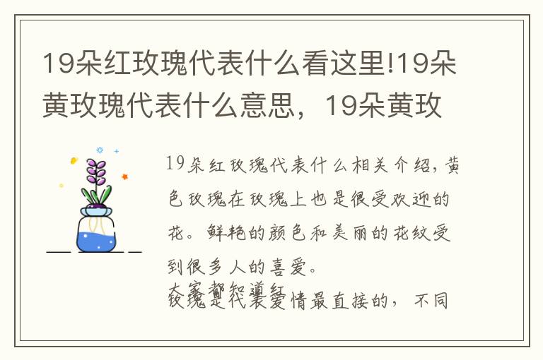 19朵紅玫瑰代表什么看這里!19朵黃玫瑰代表什么意思，19朵黃玫瑰花語(yǔ)是什么（為愛(ài)道歉）