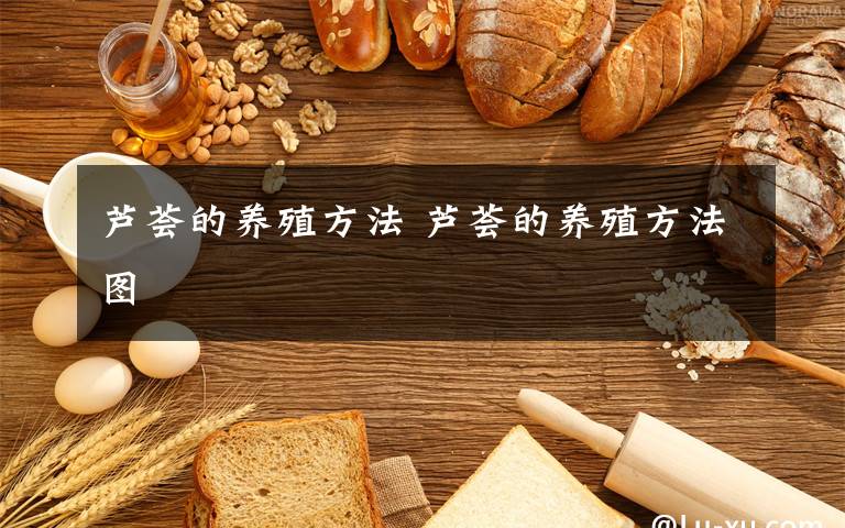 蘆薈的養(yǎng)殖方法 蘆薈的養(yǎng)殖方法圖