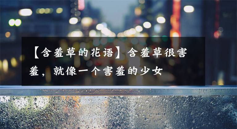 【含羞草的花語(yǔ)】含羞草很害羞，就像一個(gè)害羞的少女