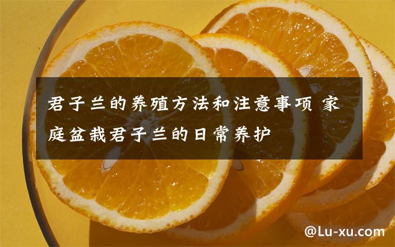 君子蘭的養(yǎng)殖方法和注意事項 家庭盆栽君子蘭的日常養(yǎng)護(hù)