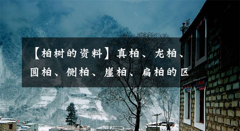 【柏樹(shù)的資料】真柏、龍柏、圓柏、側(cè)柏、崖柏、扁柏的區(qū)別辨識(shí)