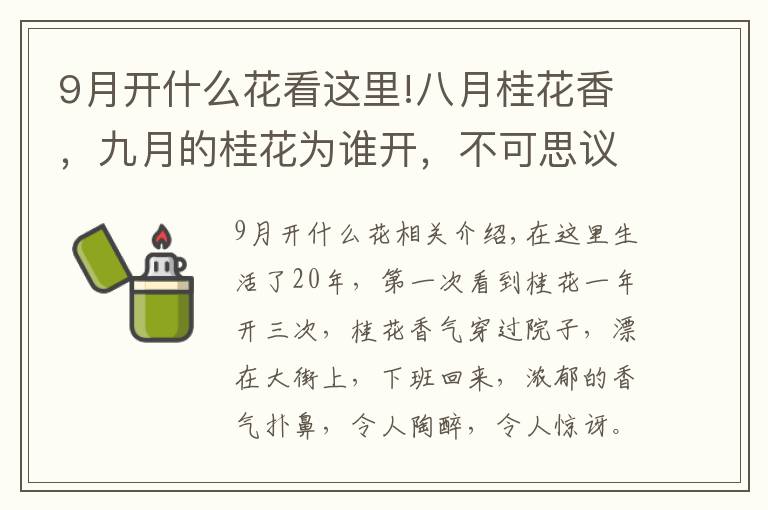 9月開什么花看這里!八月桂花香，九月的桂花為誰開，不可思議的是一年連續(xù)開三次