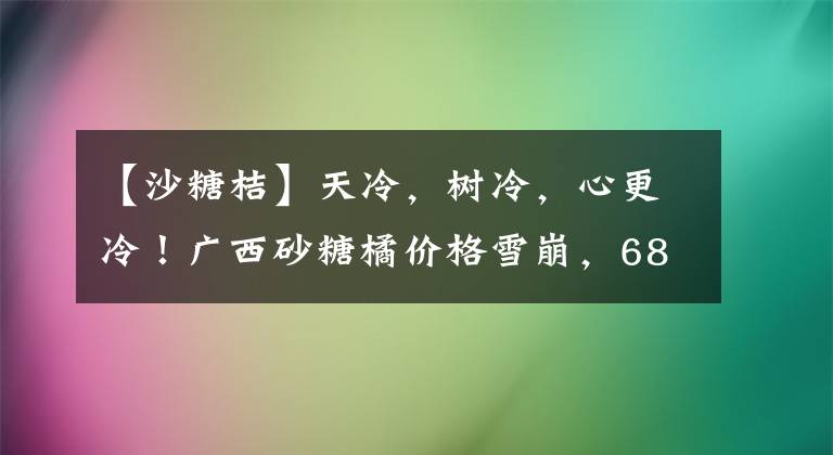 【沙糖桔】天冷，樹冷，心更冷！廣西砂糖橘價格雪崩，685萬噸誰來買單？