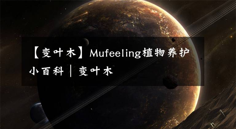 【變?nèi)~木】Mufeeling植物養(yǎng)護(hù)小百科｜變?nèi)~木