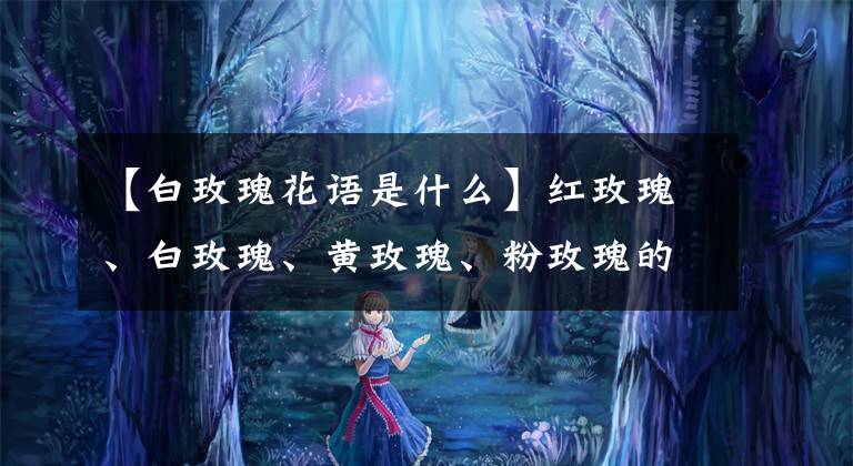 【白玫瑰花語是什么】紅玫瑰、白玫瑰、黃玫瑰、粉玫瑰的區(qū)別