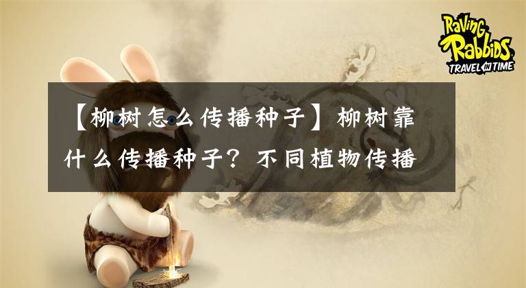 【柳樹怎么傳播種子】柳樹靠什么傳播種子？不同植物傳播種子的方法介紹