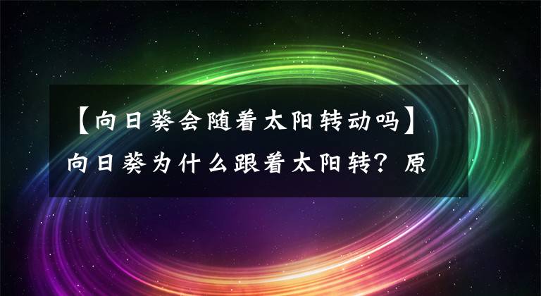 【向日葵會(huì)隨著太陽(yáng)轉(zhuǎn)動(dòng)嗎】向日葵為什么跟著太陽(yáng)轉(zhuǎn)？原來(lái)是個(gè)"舔狗"的故事…