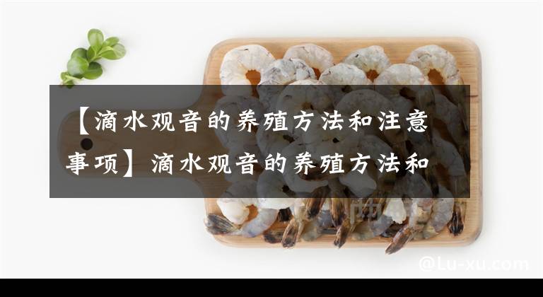 【滴水觀音的養(yǎng)殖方法和注意事項(xiàng)】滴水觀音的養(yǎng)殖方法和注意事項(xiàng)有哪些