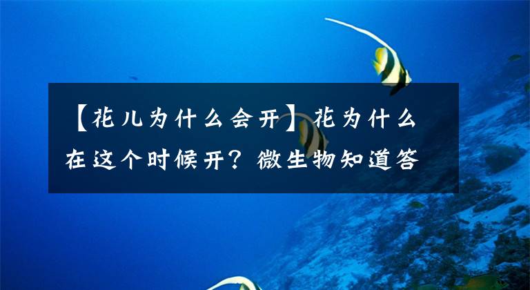 【花兒為什么會開】花為什么在這個時候開？微生物知道答案